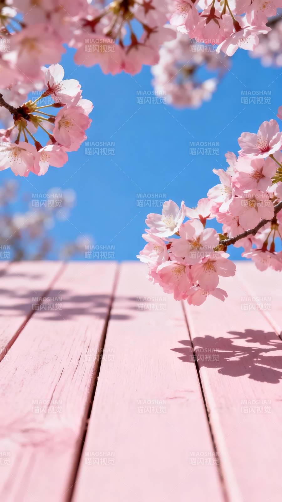 樱花映蓝天 粉木托春影图片