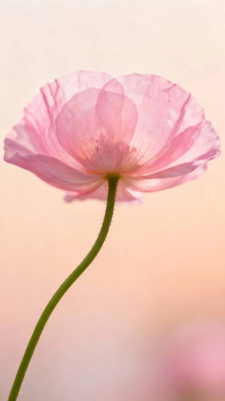 粉花轻舞 柔光如梦图片