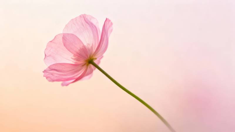 粉花轻舞 柔光如梦图片