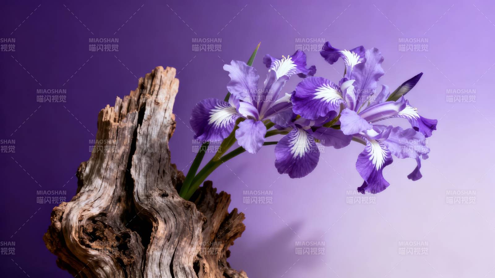紫鸢花倚枯木 静谧优雅图片