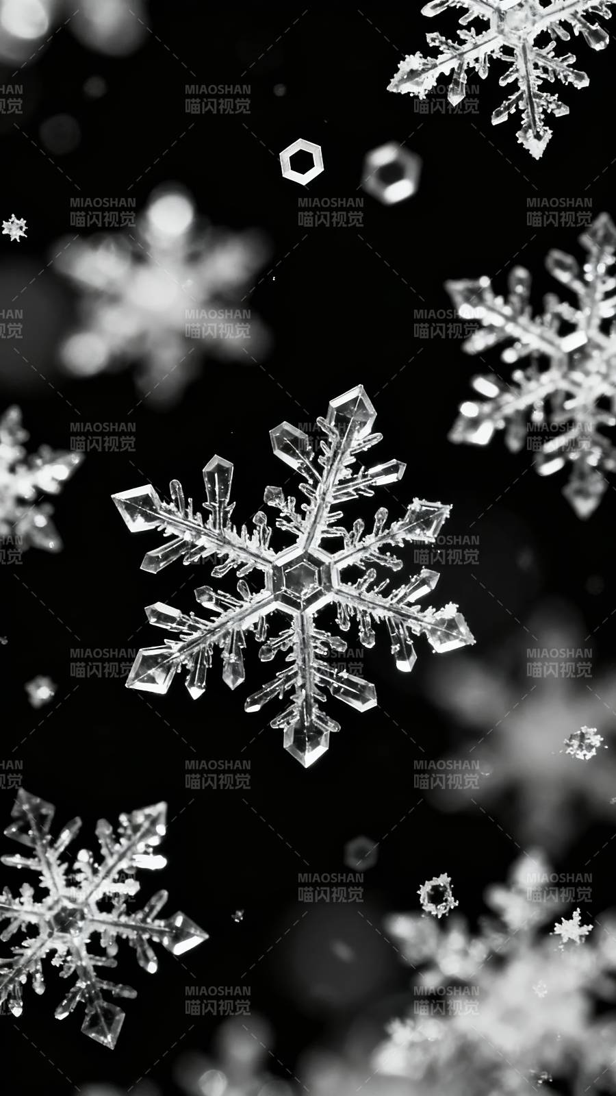 雪花飞舞 冬日晶莹梦图片