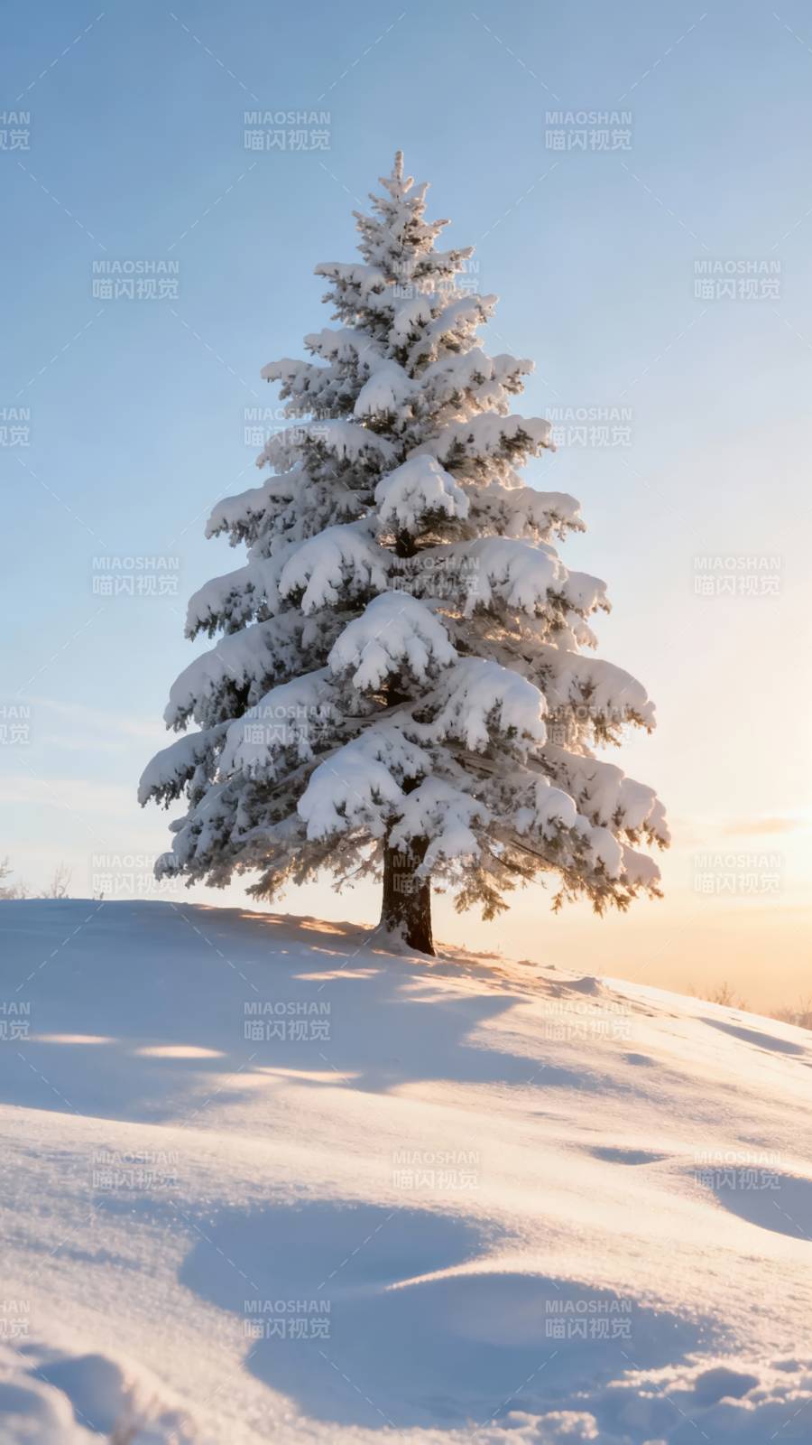 雪松立坡 夕照温柔图片