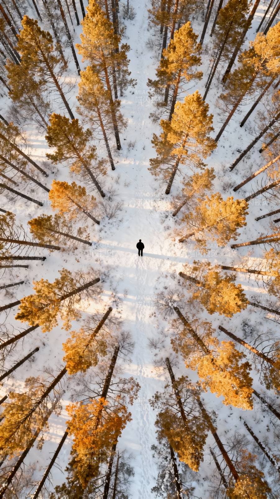 雪林孤影 仰视苍穹图片