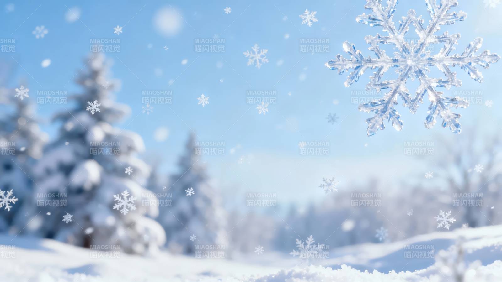 雪落松林 晶莹世界图片