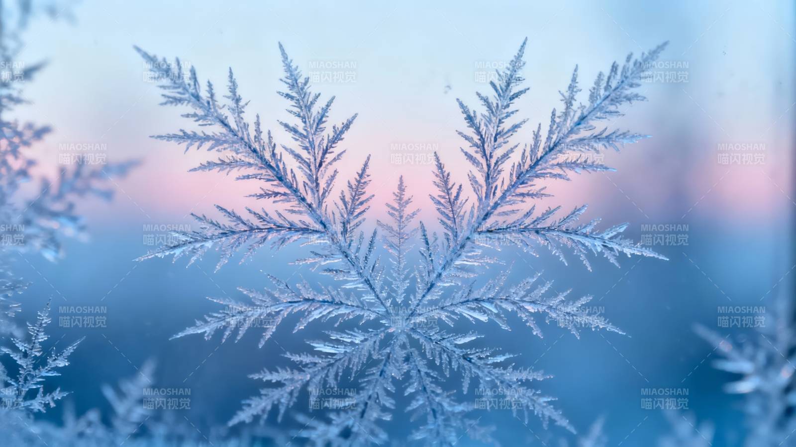冰晶雪花 冬日梦幻之美图片