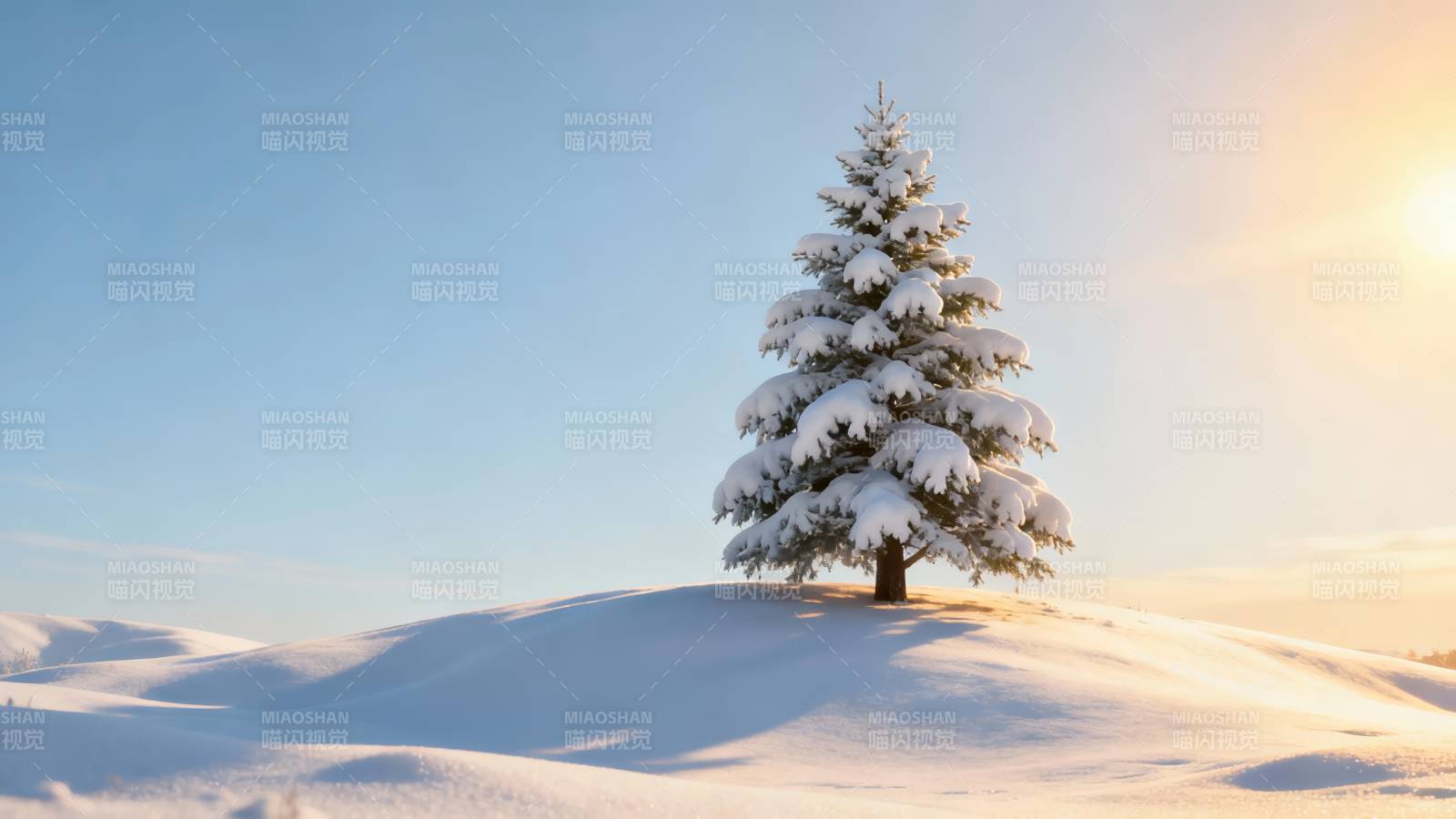 雪松独立 冬日暖阳照图片