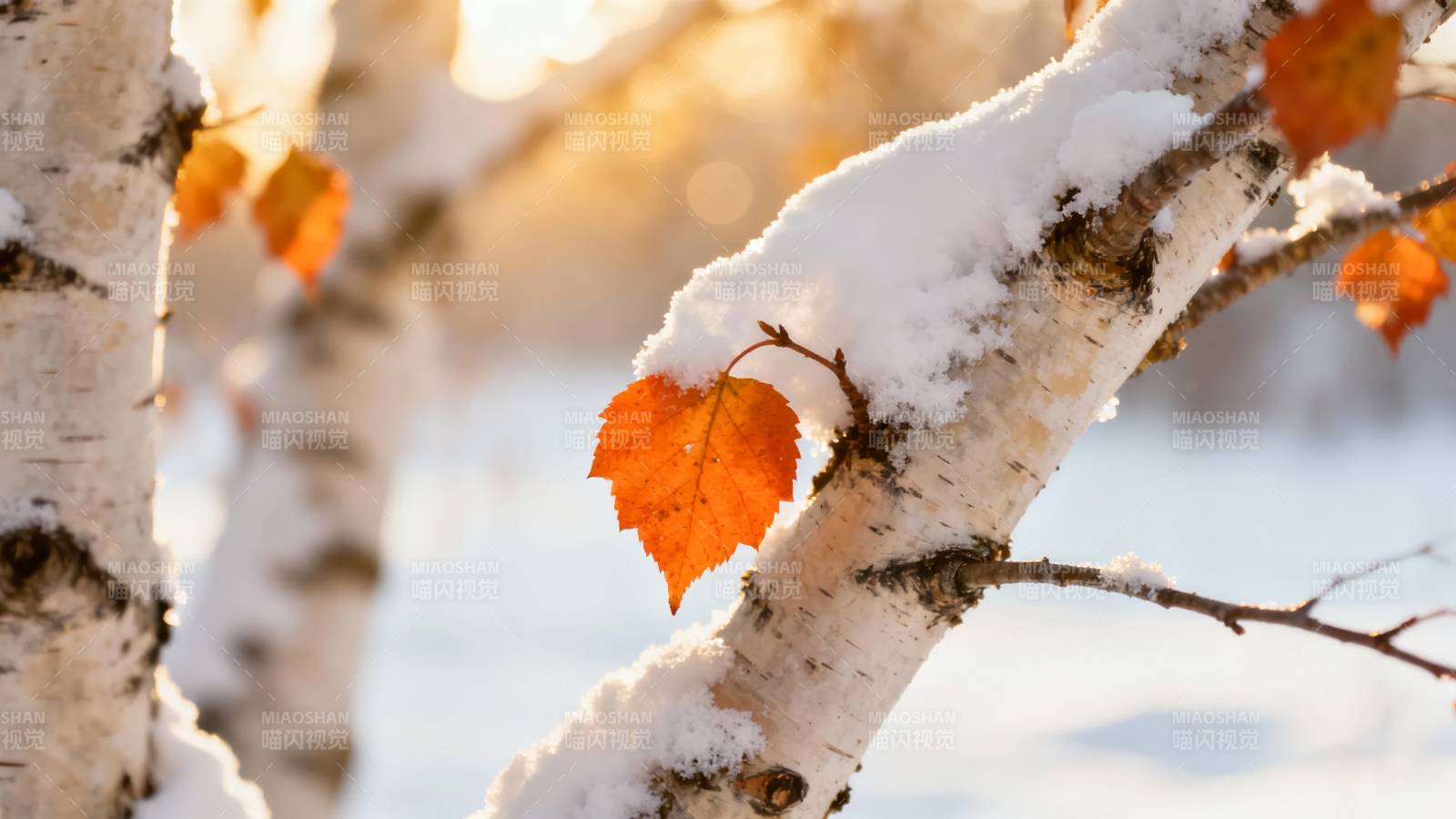 雪覆白桦 秋叶犹燃图片