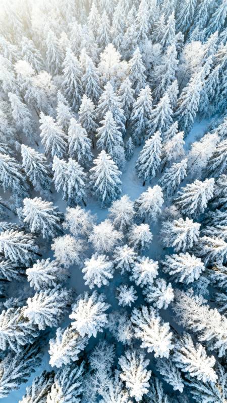 雪覆松林 航拍冬境图片