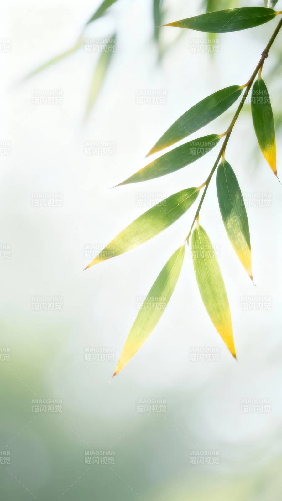 竹叶轻摇 光影温柔图片