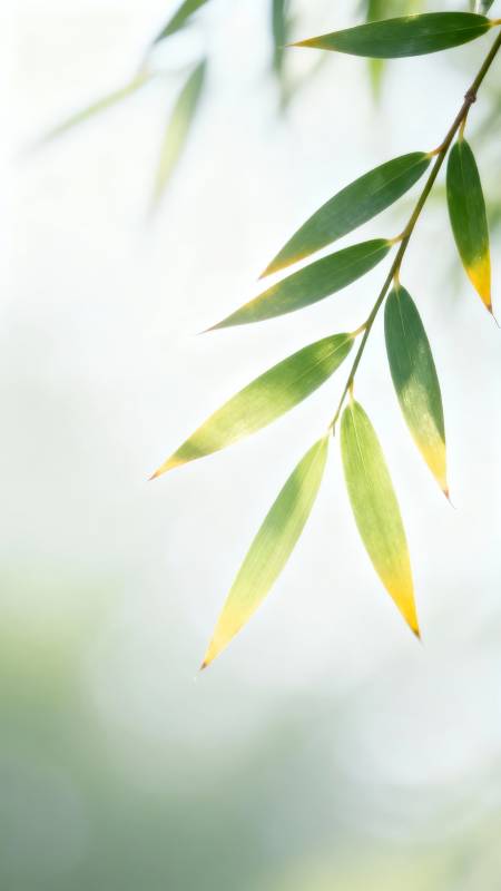 竹叶轻摇 光影温柔图片