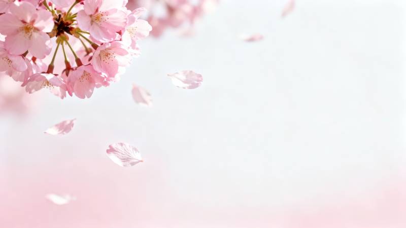 樱花飞舞 春日浪漫图片