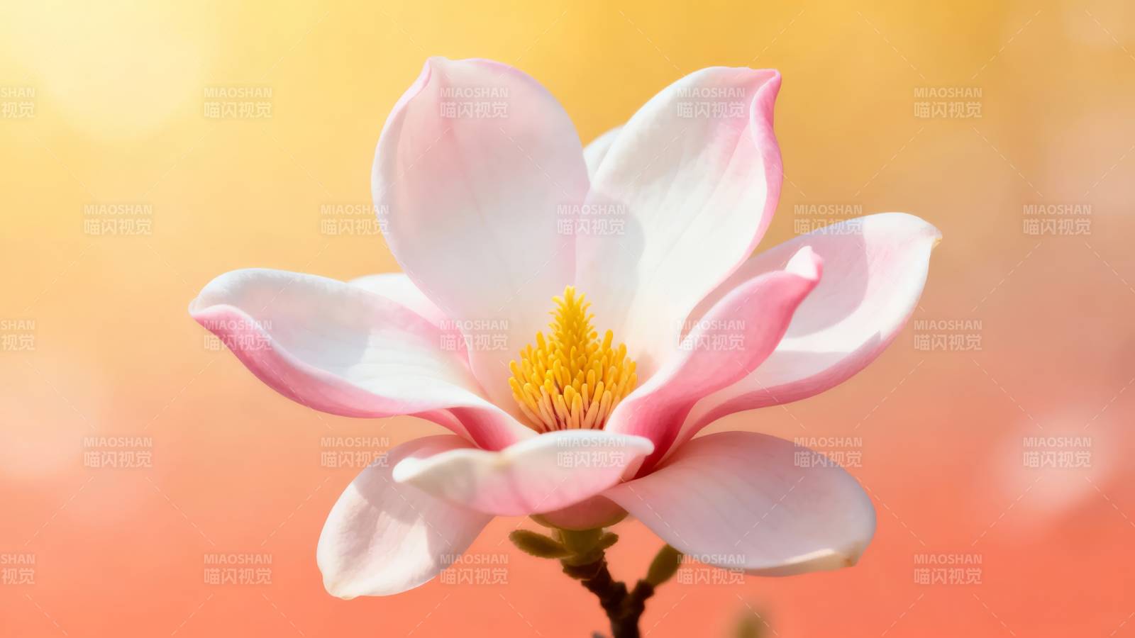 粉白木兰花 暖阳映娇颜图片