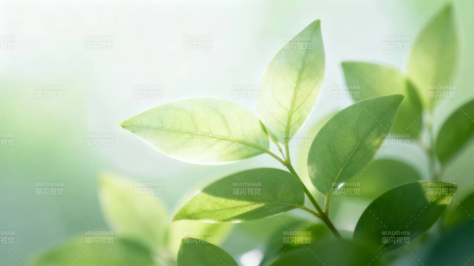 绿叶透光 生机盎然图片