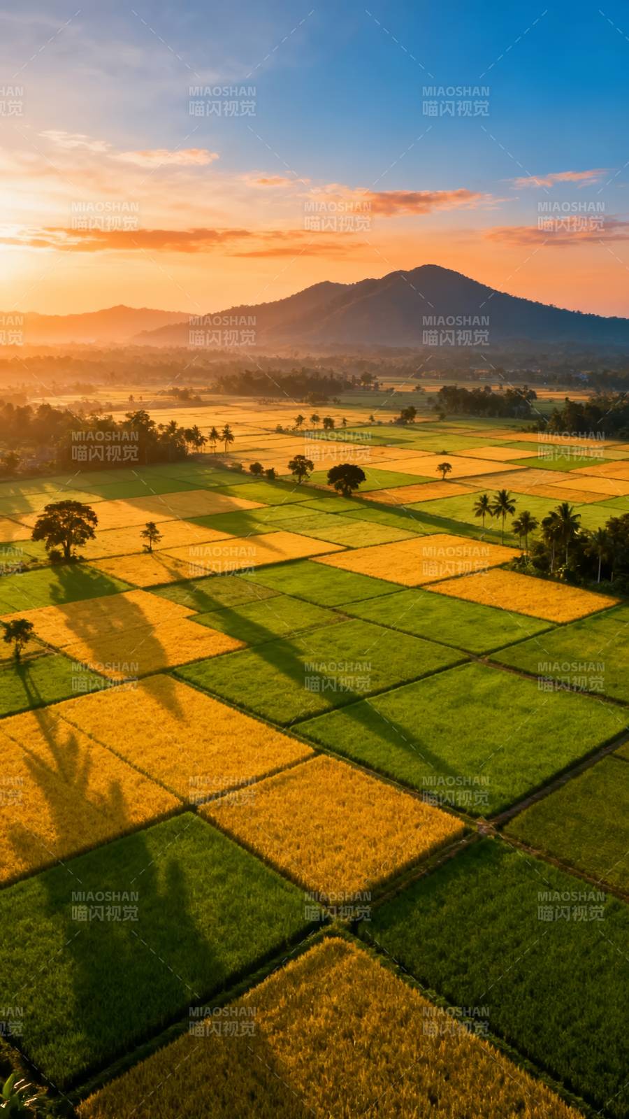 夕阳稻田 山河如画图片