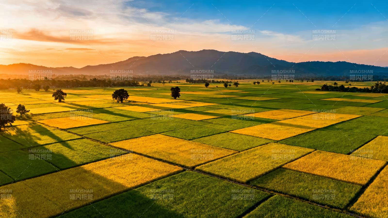 夕阳下的金色稻田画卷图片