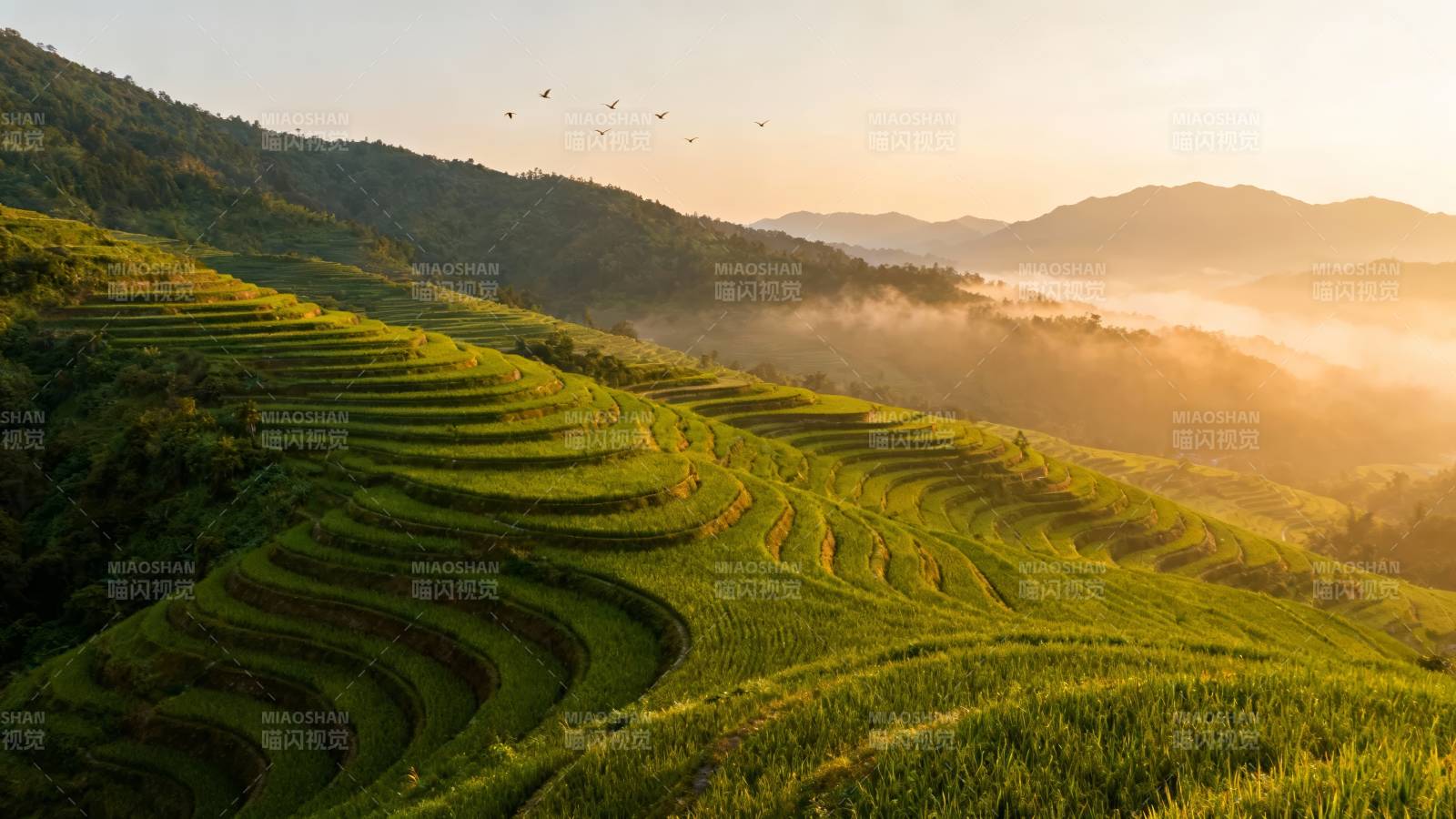 晨雾梯田 飞鸟掠金辉图片