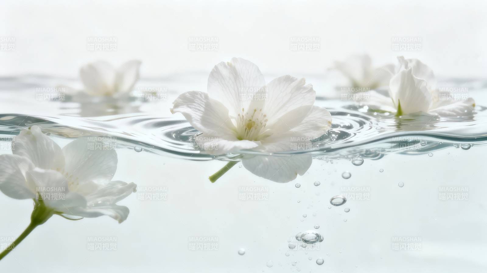 白花浮水 涟漪轻漾图片