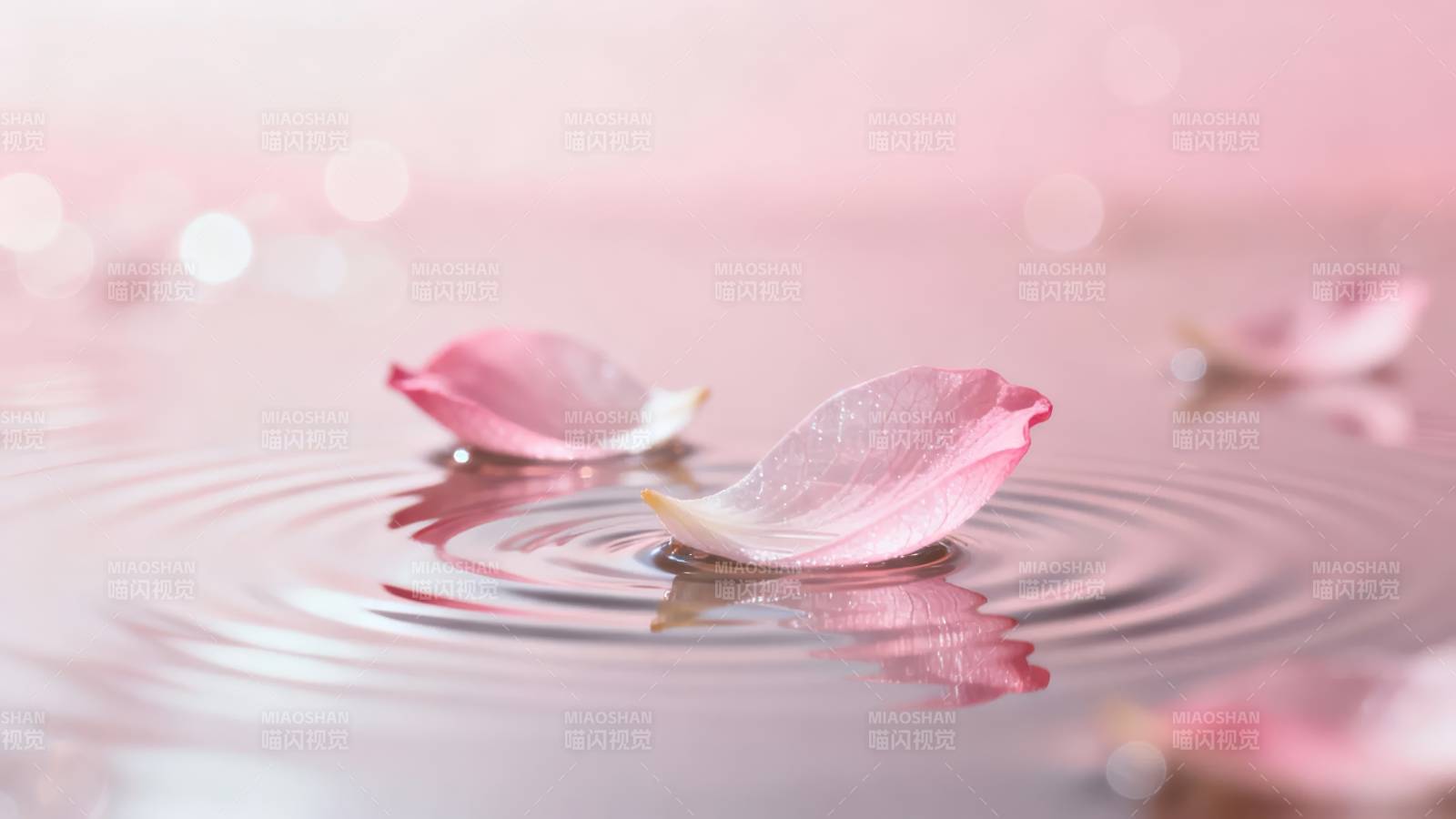 粉瓣浮水 涟漪轻漾图片