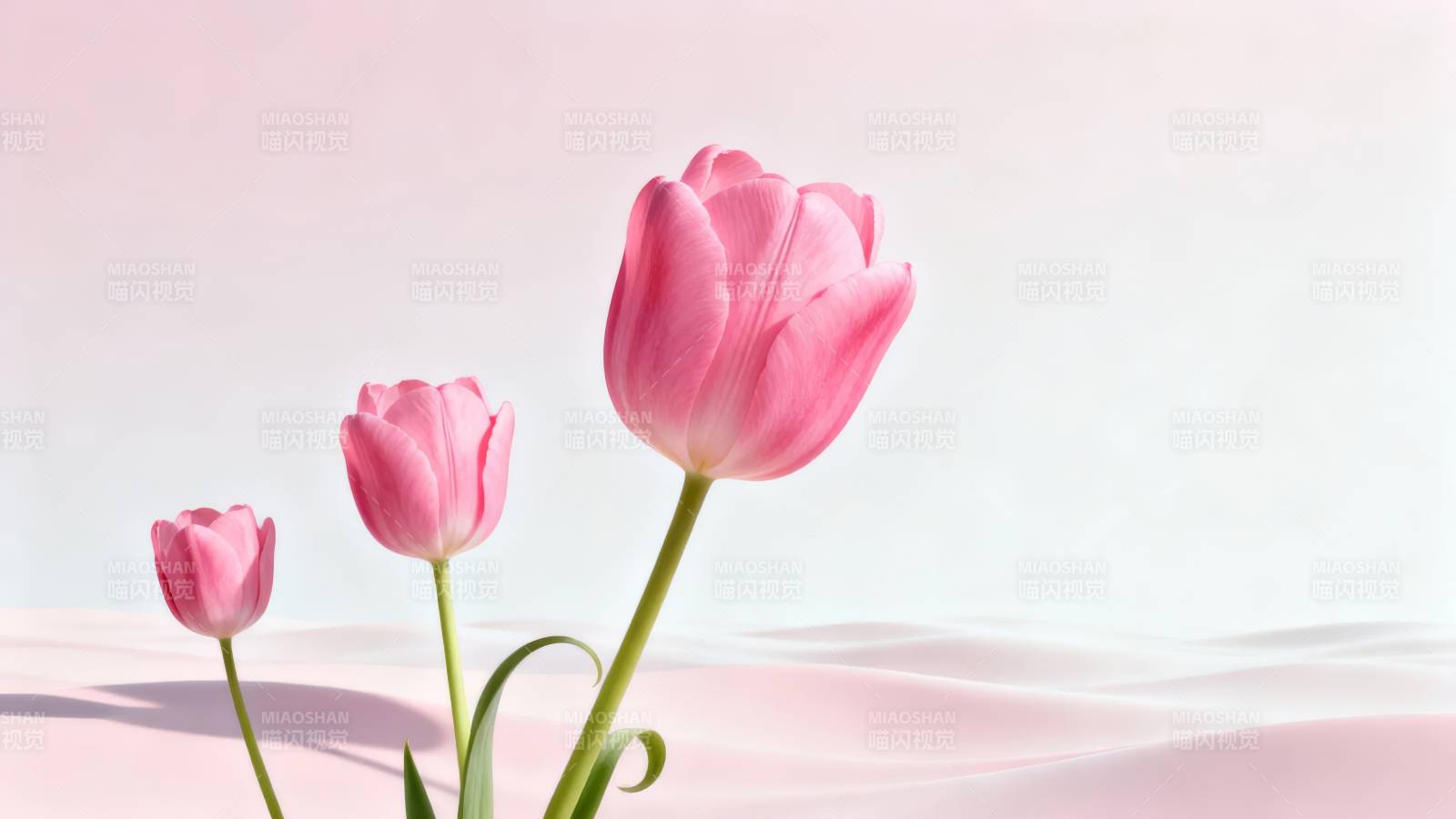 粉 tulip 三朵柔美绽放图片