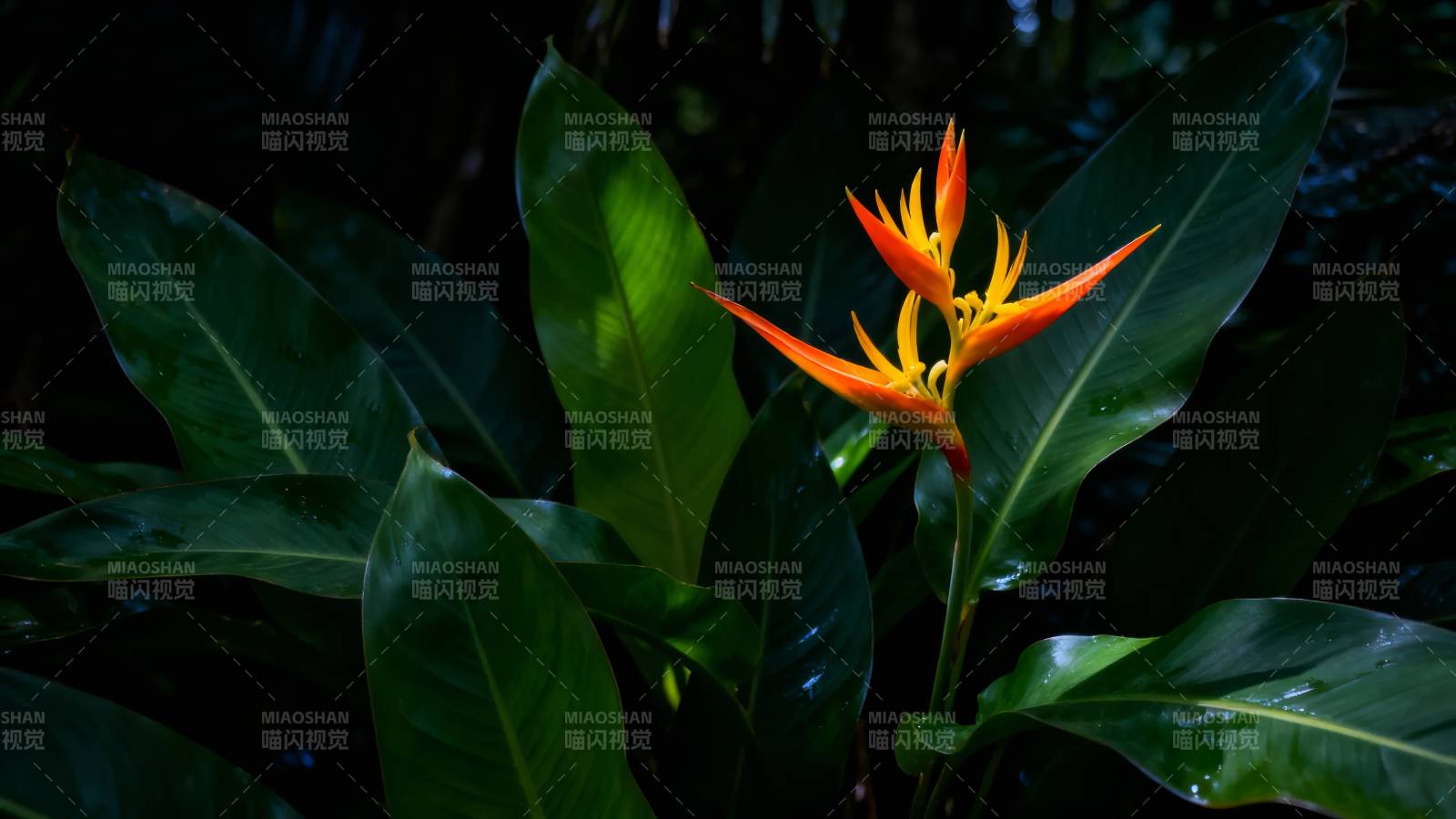热带橙花绿叶幽境图片