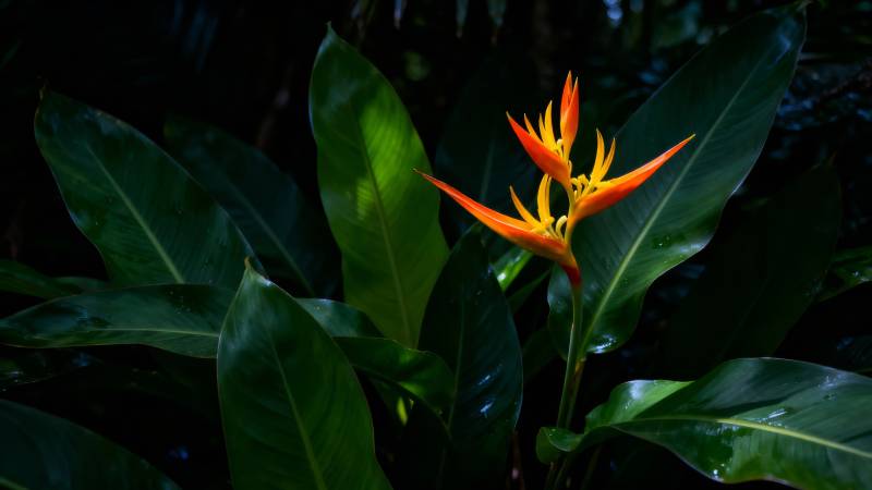 热带橙花绿叶幽境图片