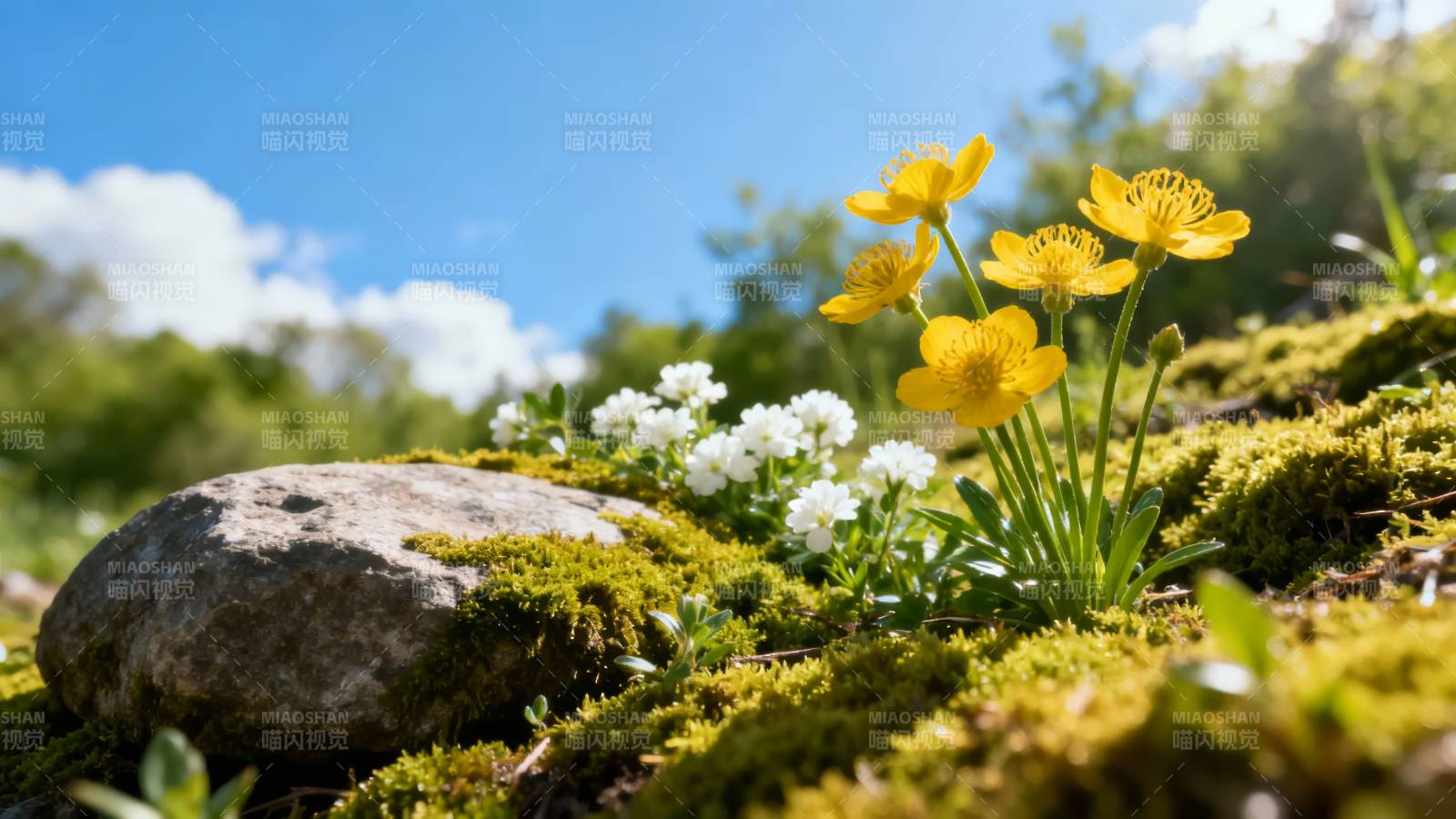 苔石黄花映蓝天图片