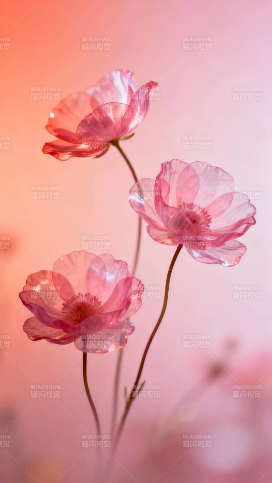 粉霞轻舞 三花映梦图片