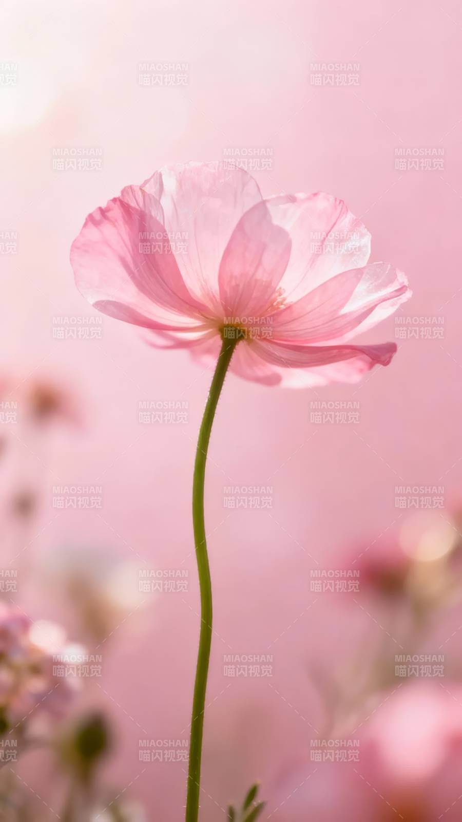 粉花轻舞 柔光如梦图片