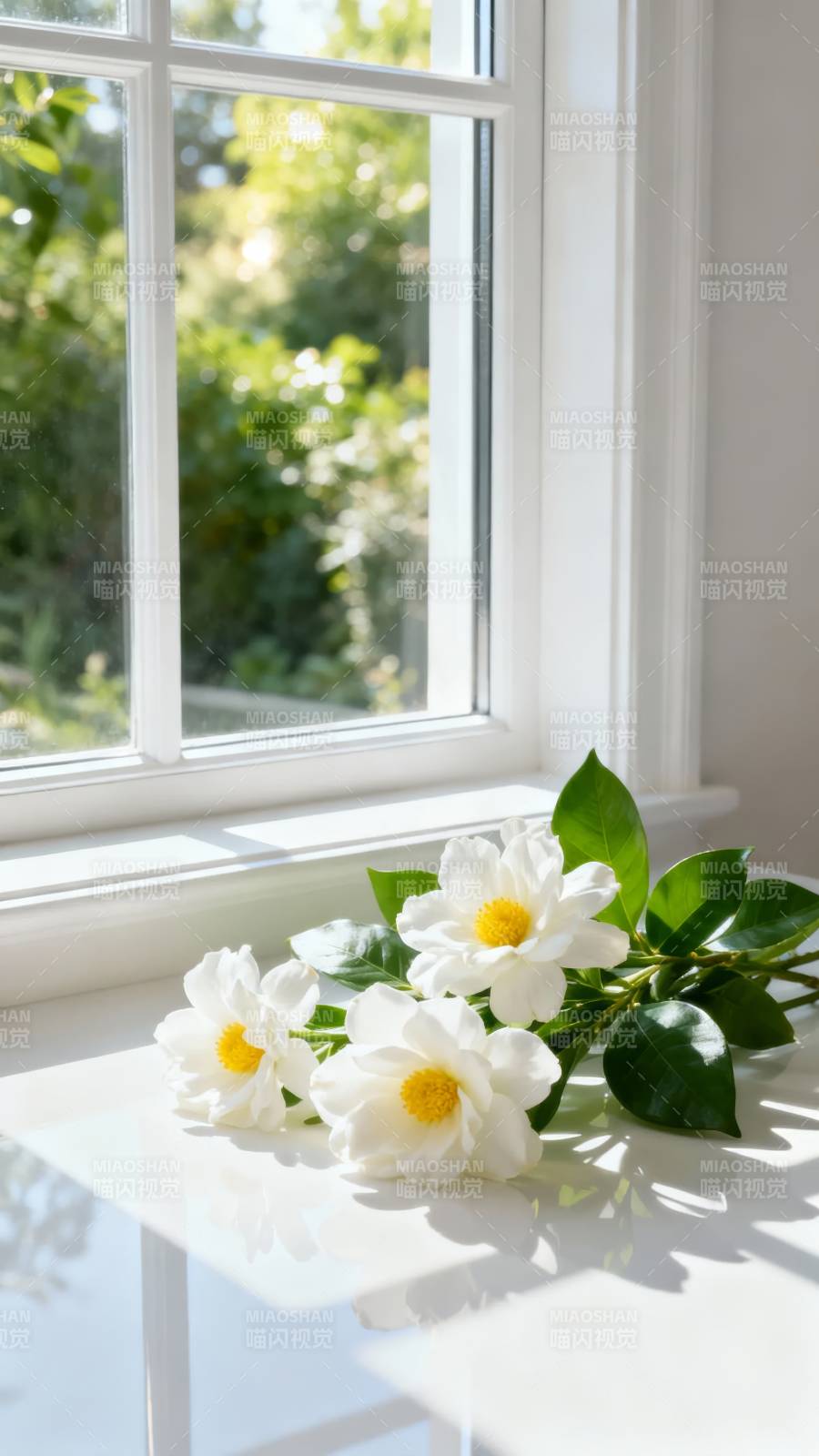 窗台白花映阳光图片