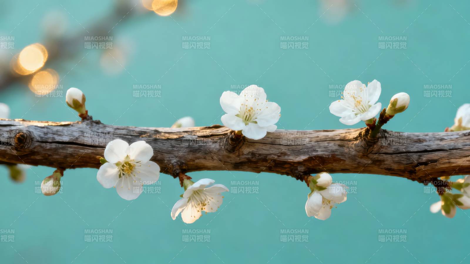 枝头白花映青空图片