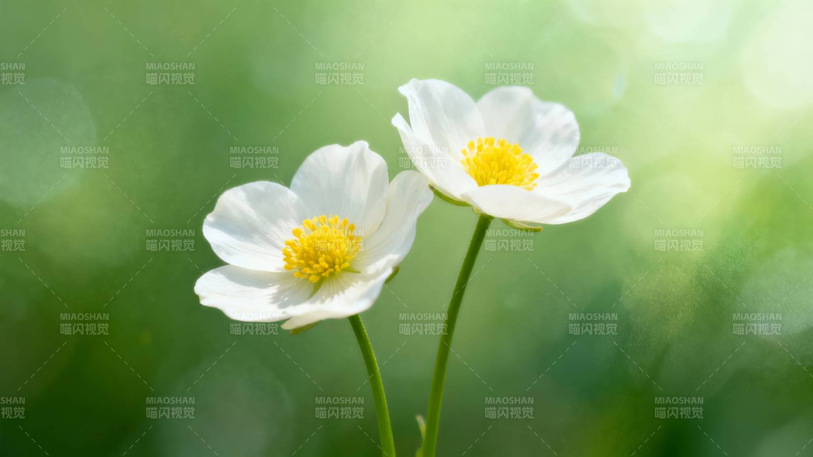 双花映绿 清新自然美图片