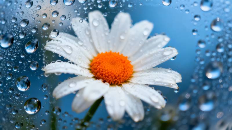 雨滴中的雏菊 清新动人图片