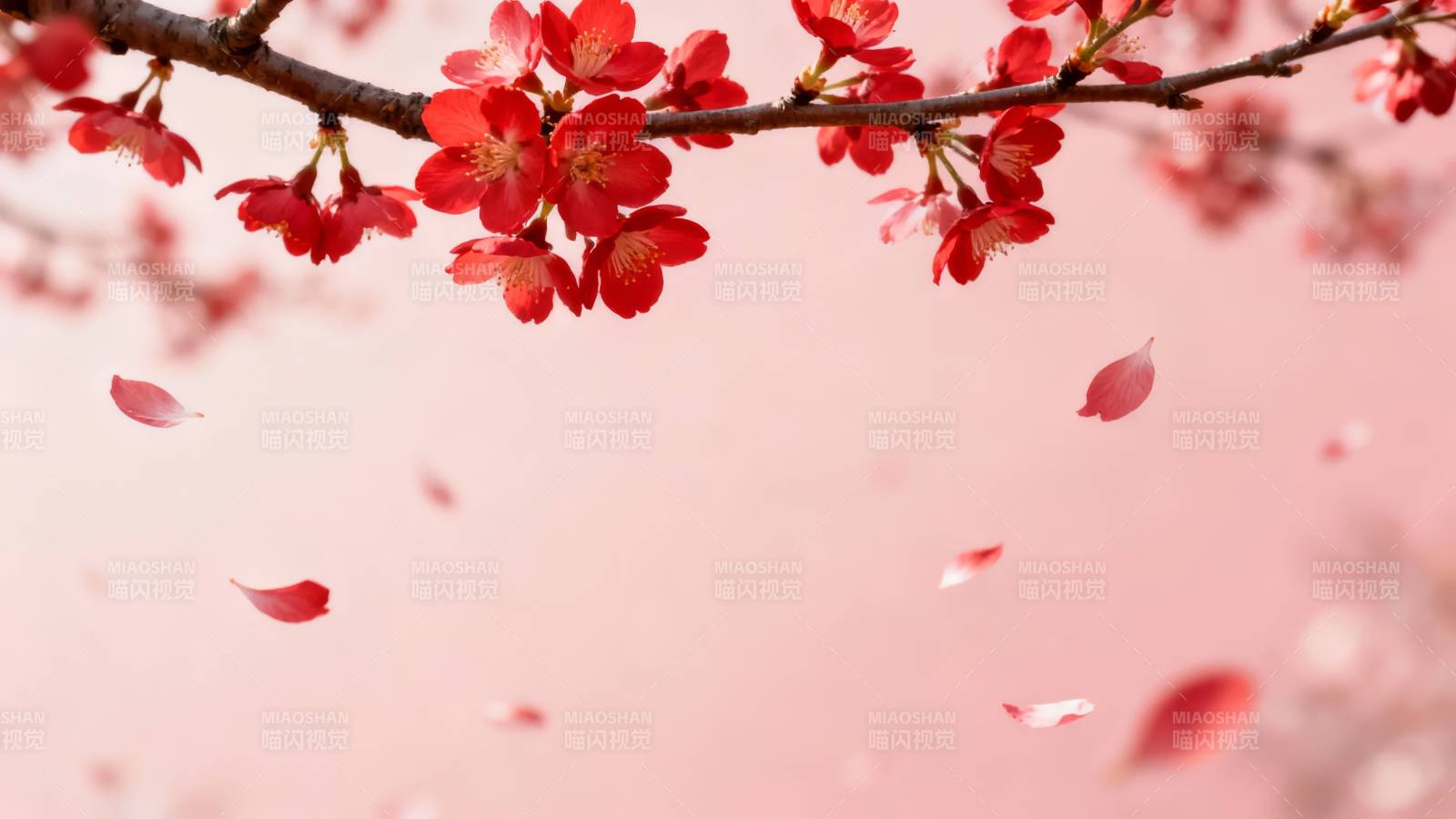 樱花飞舞 春意盎然图片