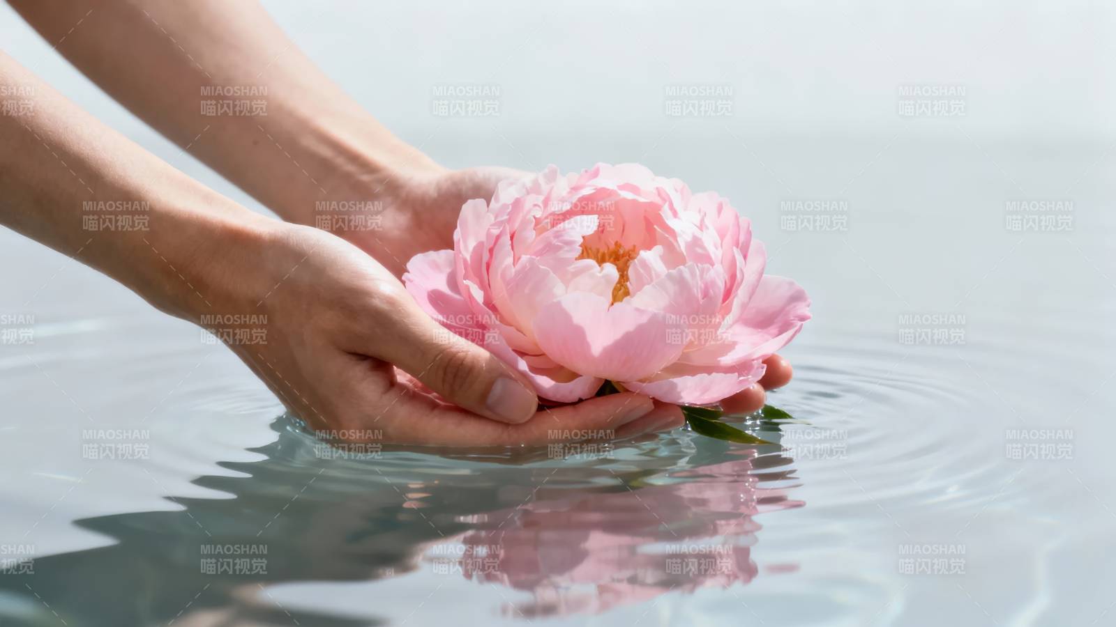 手捧粉花 轻触水面涟漪图片
