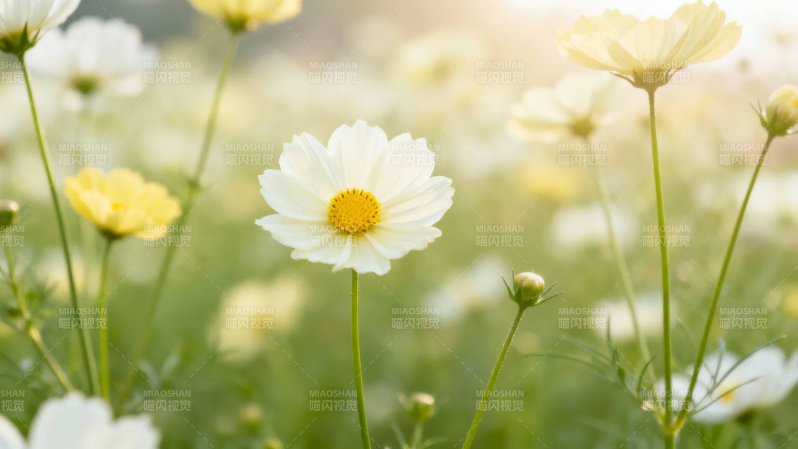 阳光下的白色雏菊绽放图片