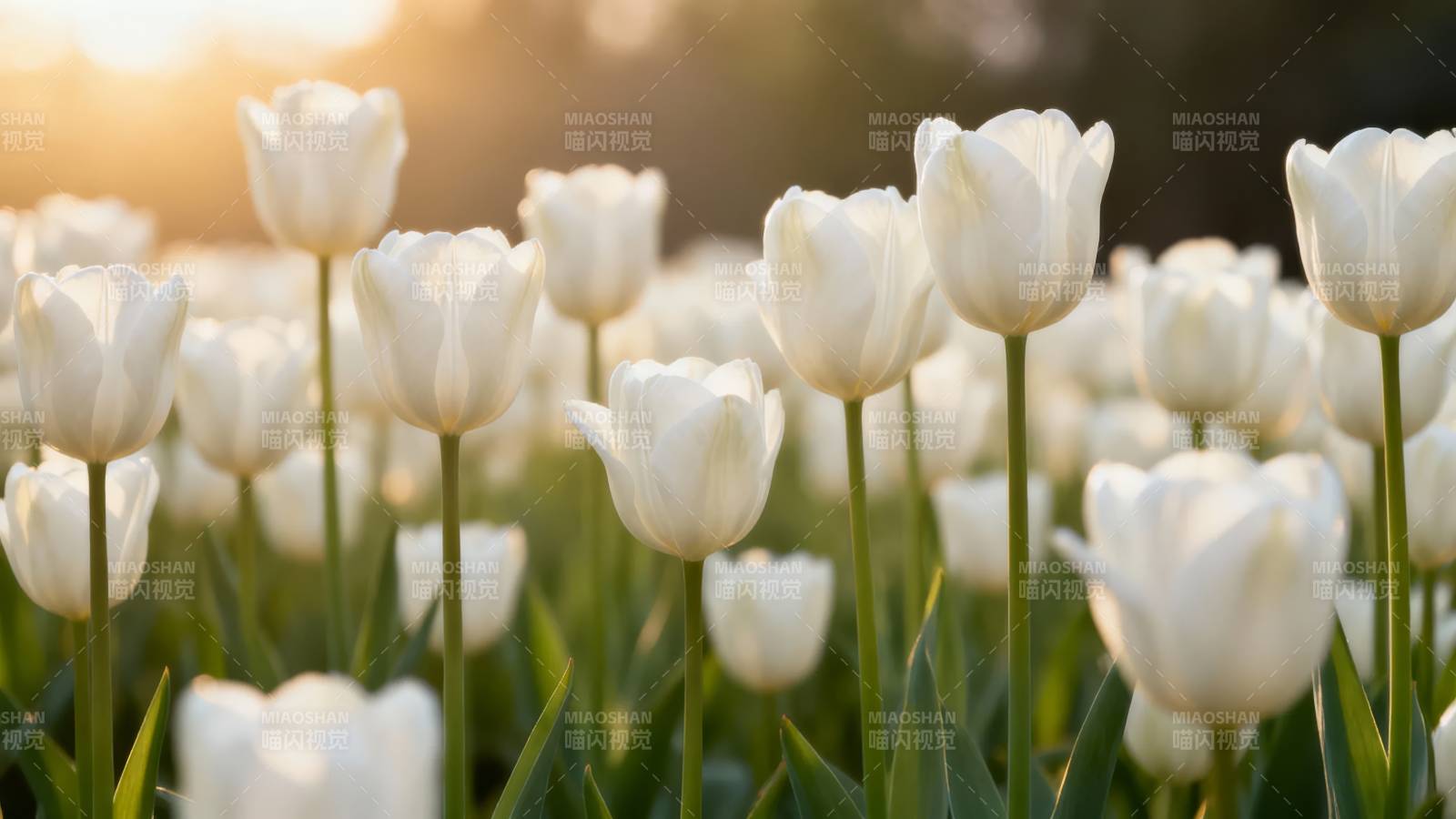 夕阳下的白郁金香花海图片