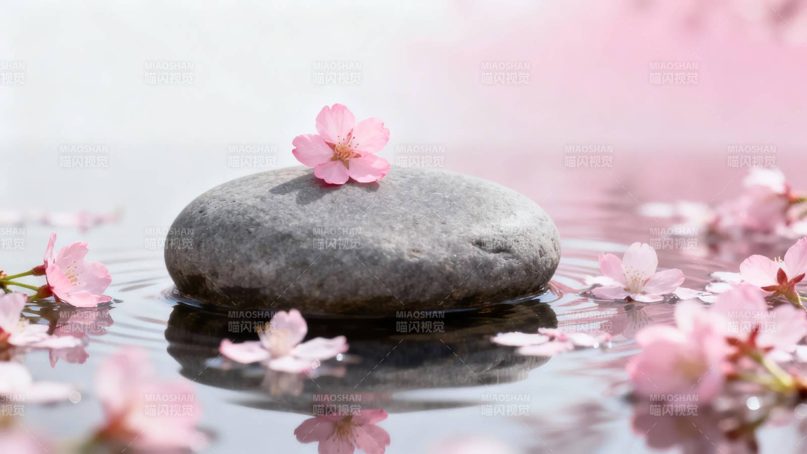石上樱花 静水禅意图片