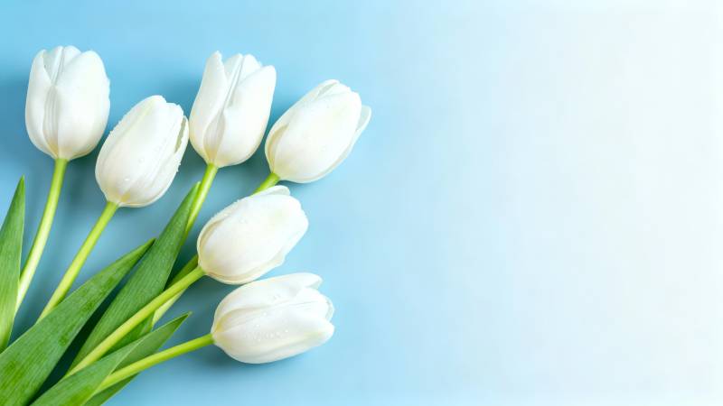 白 tulip 蓝底清新风图片