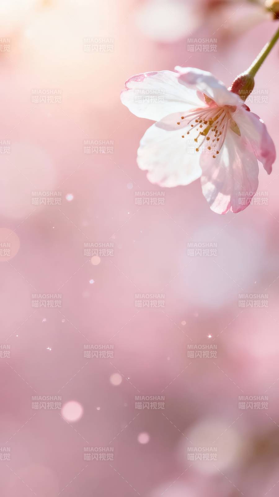 樱花轻舞 粉梦如诗图片