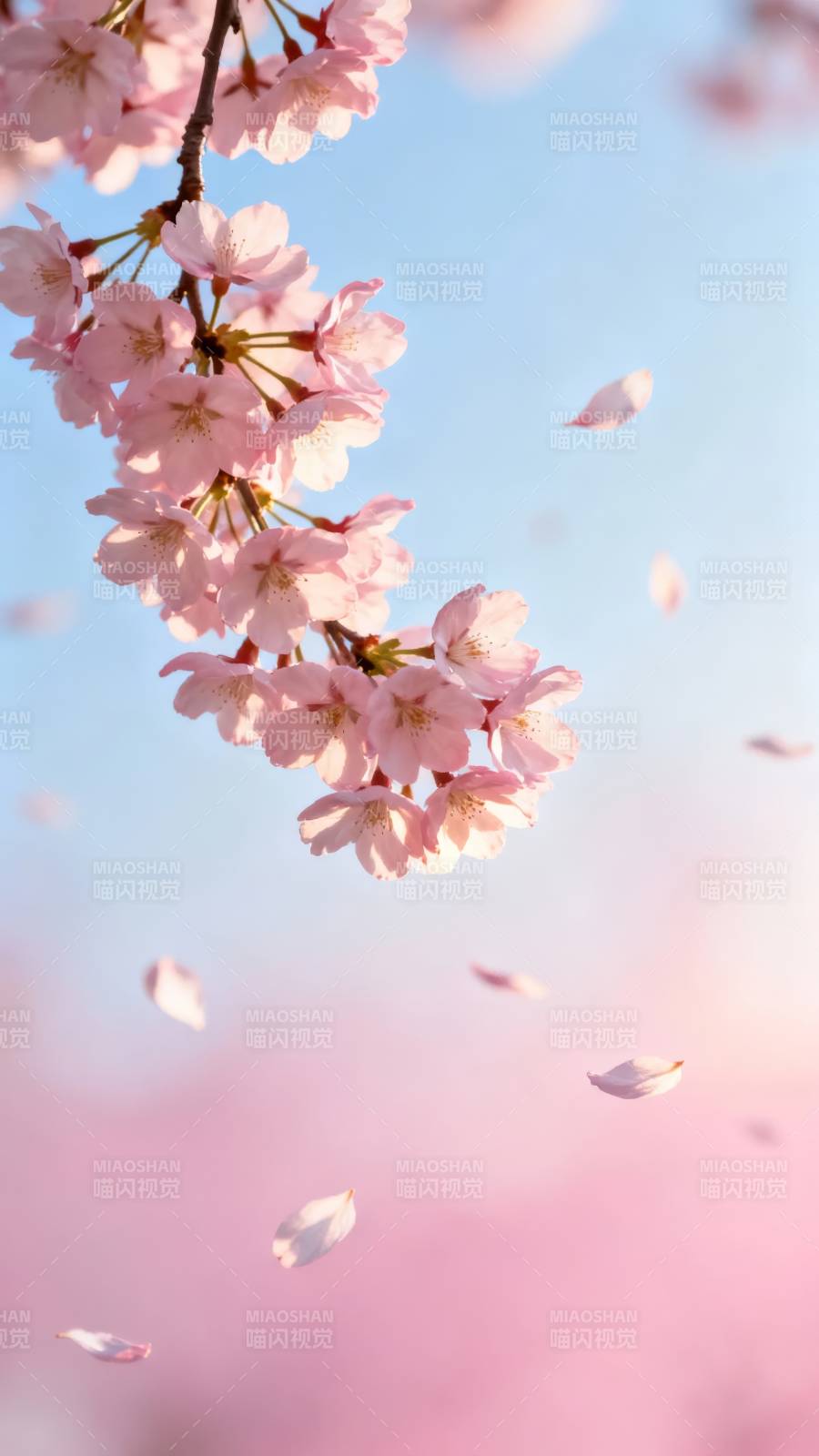 樱花飞舞 春日浪漫图片