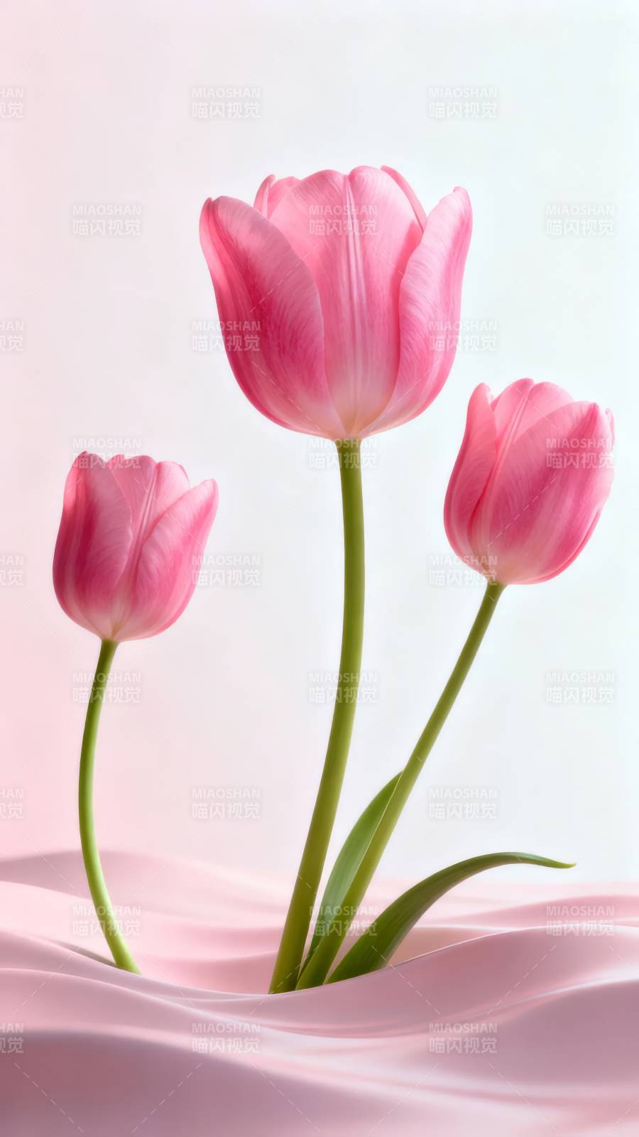 粉 tulip 柔美绽放图片