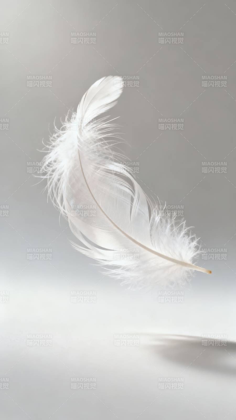 白羽轻舞 静谧如梦图片