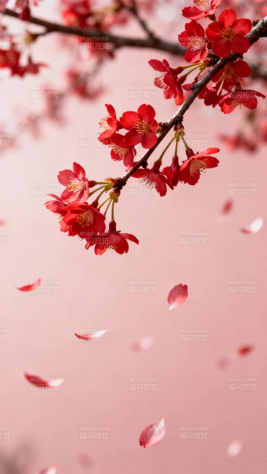 樱花飞舞 春意盎然图片