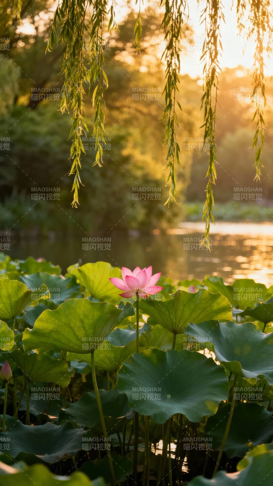 柳影荷香夕照柔图片