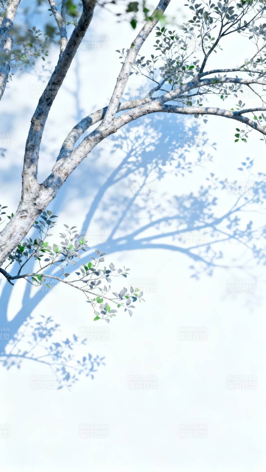 树影婆娑 蓝天为幕图片