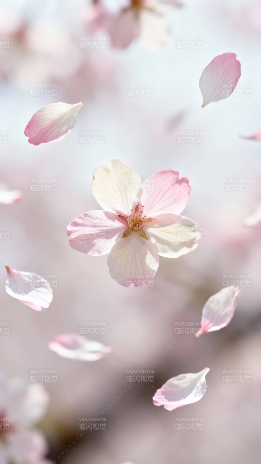 樱花飞舞 春日浪漫图片