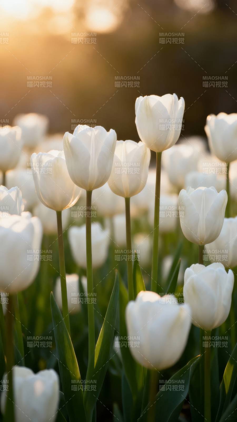 夕阳下的白郁金香花海图片