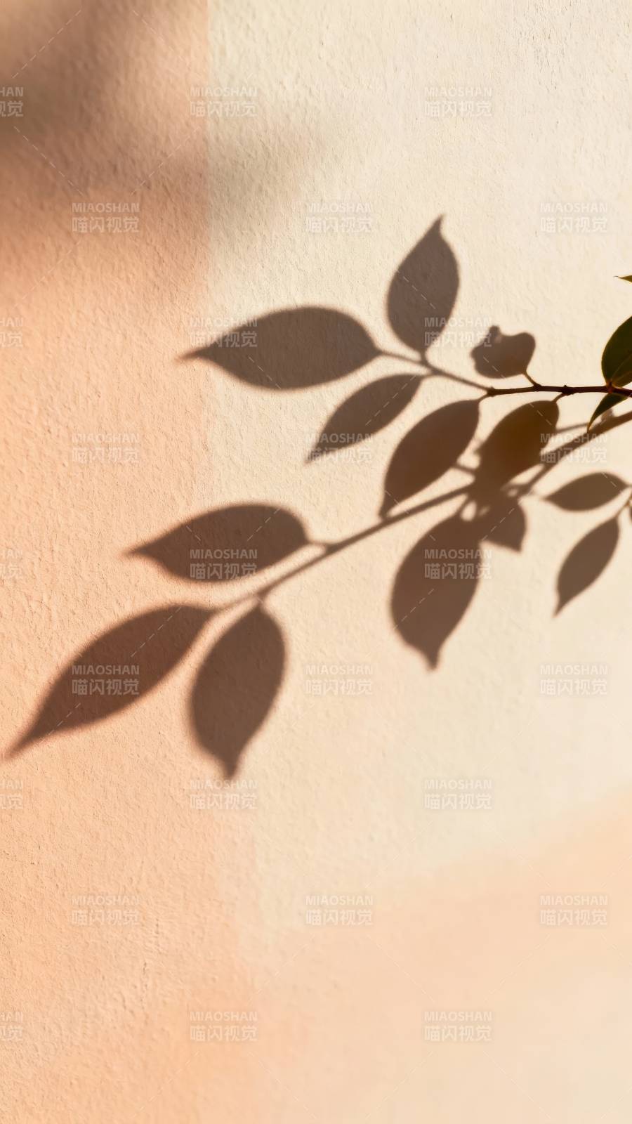 叶影轻摇 暖墙静美图片