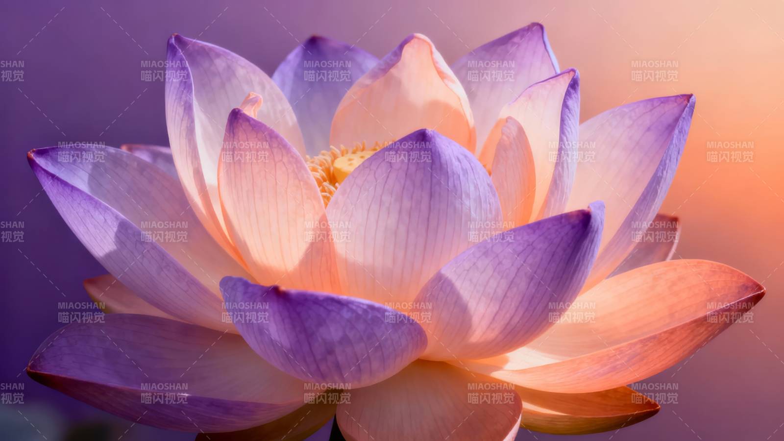 紫粉莲花 柔美绽放图片