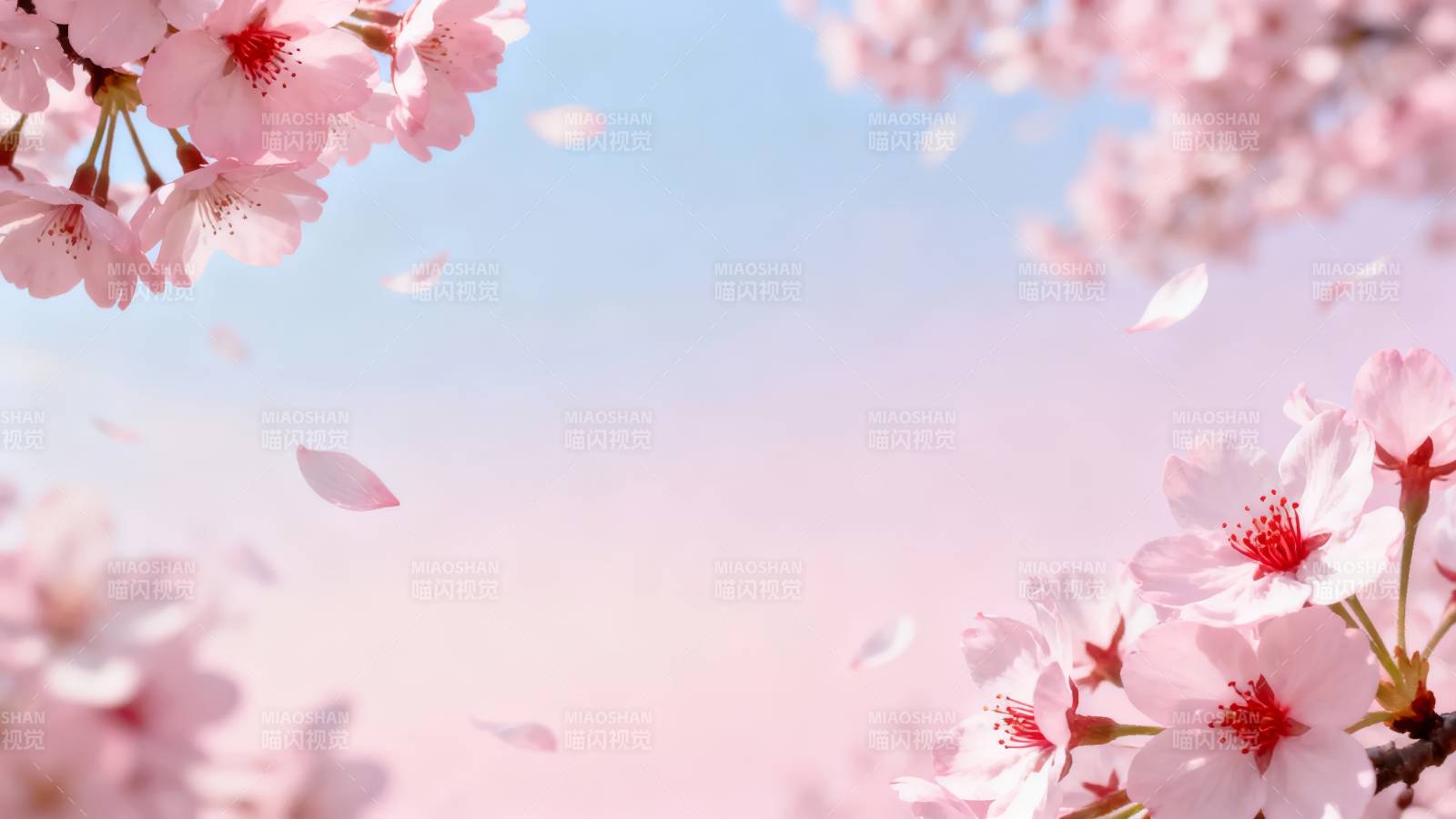 樱花飞舞 春日浪漫图片
